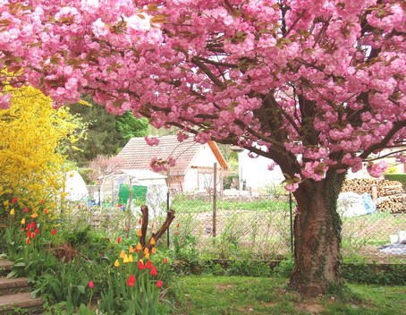 Le cerisier-fleurs sur le terrain cot "rue des roses" au "Gte en Alsace"